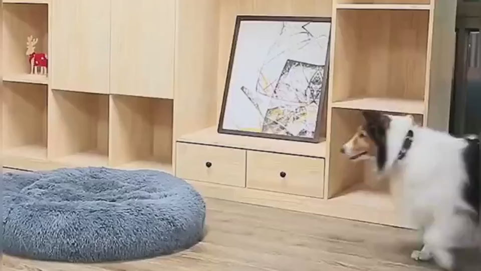 Chat qui découvre le lit Donut – vidéo réelle